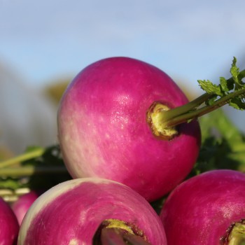 Mairübchen Globe à Collet Violet (Samen)