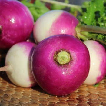 Mairübchen Globe à Collet Violet (Samen)