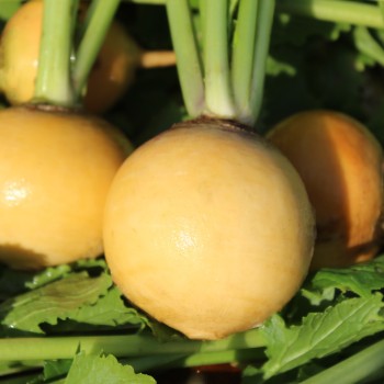 Mairübchen Jaune Boule d'Or (Samen)