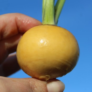 Mairübchen Jaune Boule d'Or (Samen)