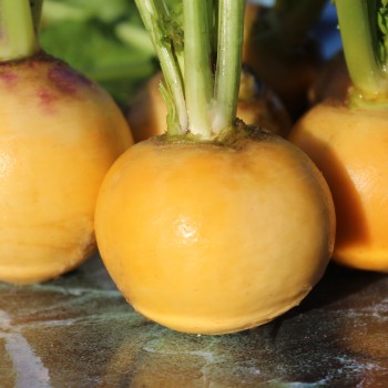 Mairübchen Jaune Boule d'Or (Samen)