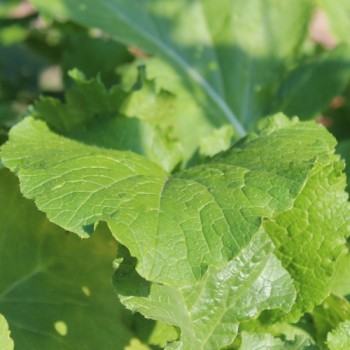 Mairübchen Norfolk Green (Samen)