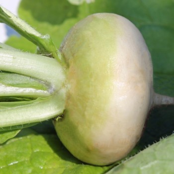 Mairübchen Platte Witte Mai (Samen)