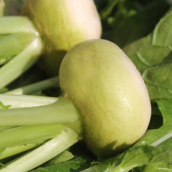 Mairübchen Platte Witte Mai (Samen)
