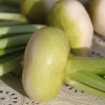 Mairübchen Platte Witte Mai (Samen)