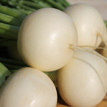 Mairübchen Snowball (Samen)