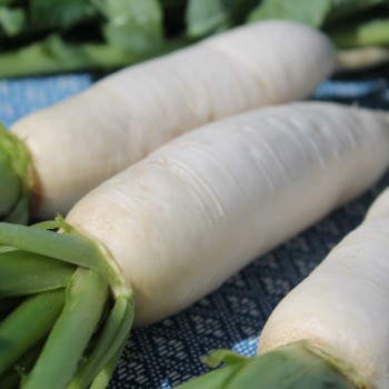 Mairübchen Vertus Marteau  (Samen)