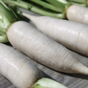 Mairübchen Vertus Marteau  (Samen)