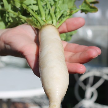 Mairübchen Vertus Marteau  (Samen)