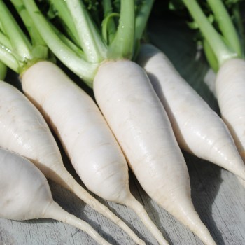 Mairübchen Vertus Marteau  (Samen)