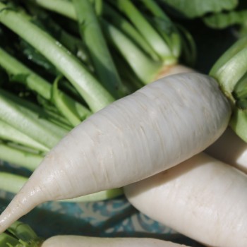 Mairübchen Vertus Marteau  (Samen)