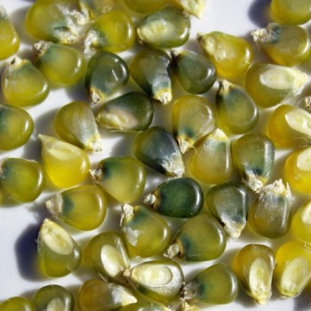 Popmais Grünperl (Samen)