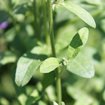 Neu! Strandlevkoje (Samen)