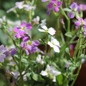 Neu! Strandlevkoje (Samen)