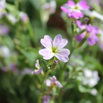 Neu! Strandlevkoje (Samen)