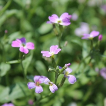 Neu! Strandlevkoje (Samen)