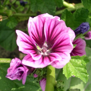 Indische Malve dunkelpink (Samen)
