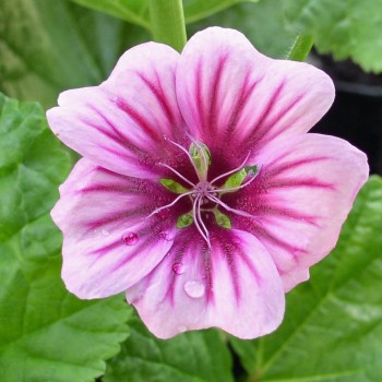 Indische Malve dunkelpink (Samen)