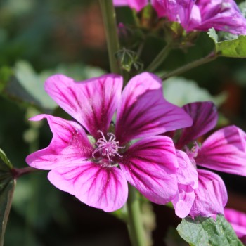 Indische Malve dunkelpink (Samen)