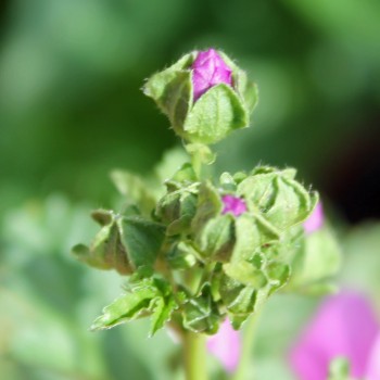 Indische Malve dunkelpink (Samen)