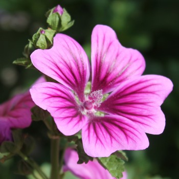 Indische Malve dunkelpink (Samen)