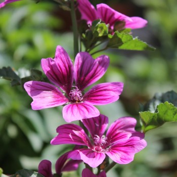 Indische Malve dunkelpink (Samen)