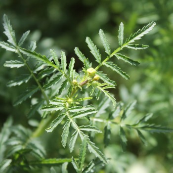 Mandarinengewürztagetes (Samen)