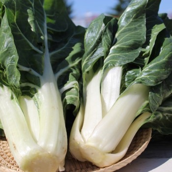 Mangold Barese (Samen)