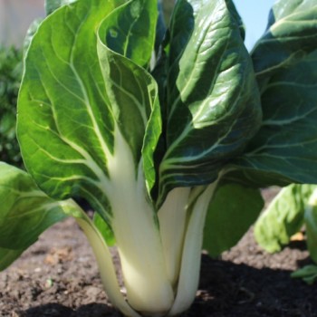 Mangold Barese (Samen)