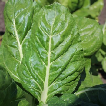 Mangold Barese (Samen)