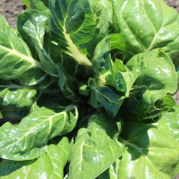Mangold Barese (Samen)