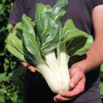 Mangold Barese (Samen)