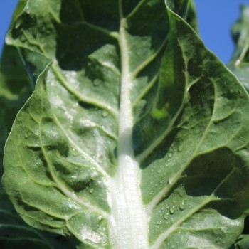Mangold Barese (Samen)