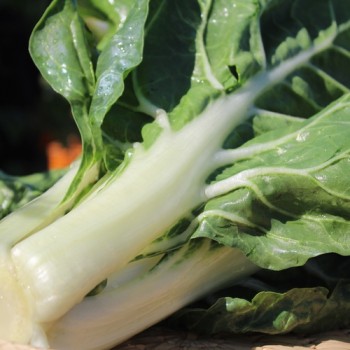 Mangold Barese (Samen)