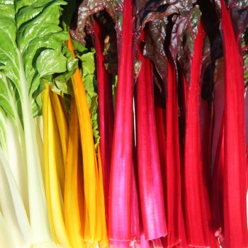 Mangold 5-Color-Silverbeet (Samen)