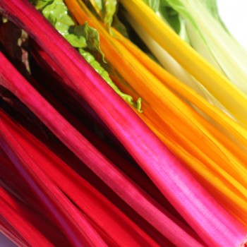 Mangold 5-Color-Silverbeet (Samen)