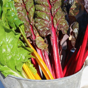 Mangold 5-Color-Silverbeet (Samen)