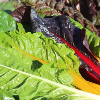 Mangold 5-Color-Silverbeet (Samen)