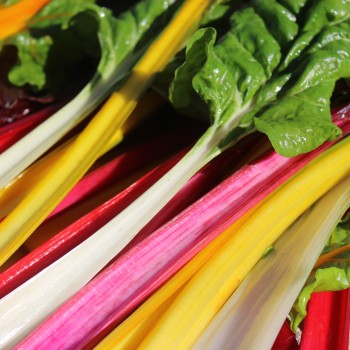 Mangold 5-Color-Silverbeet (Samen)