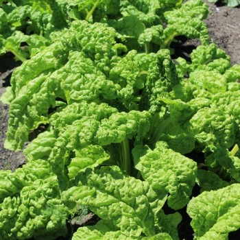 Mangold Lucullus (Samen)