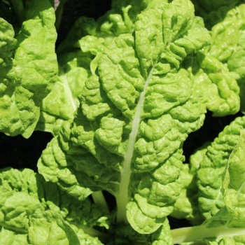 Mangold Lucullus (Samen)