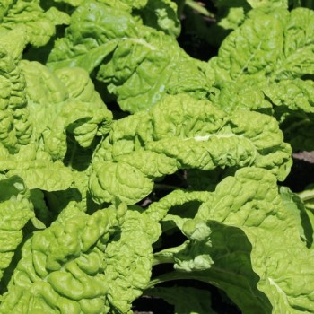 Mangold Lucullus (Samen)