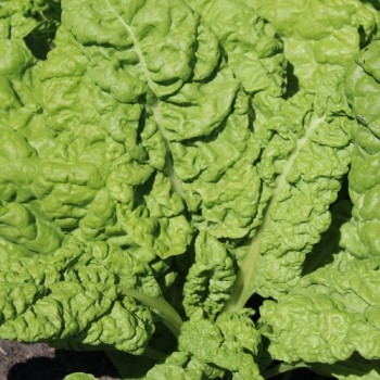 Mangold Lucullus (Samen)