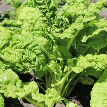 Mangold Lucullus (Samen)