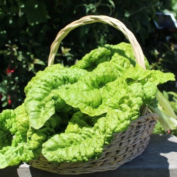 Mangold Lucullus (Samen)