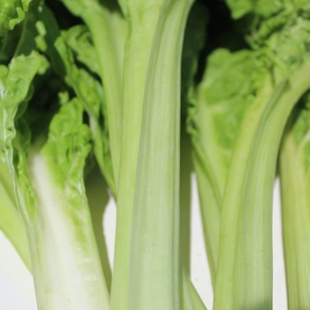 Mangold Lucullus (Samen)