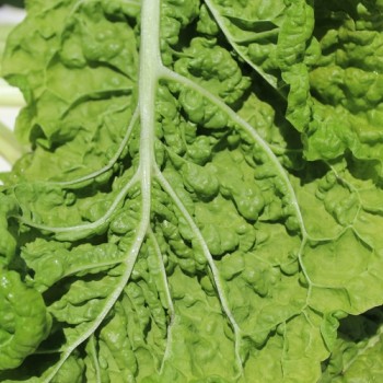 Mangold Lucullus (Samen)