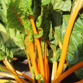Mangold Orange Glory (Samen)