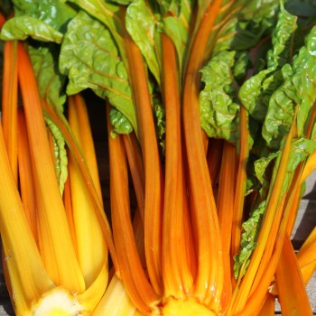 Mangold Orange Glory (Samen)