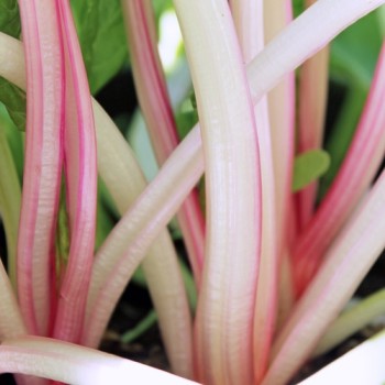 Mangold Peppermint Twist (Samen)